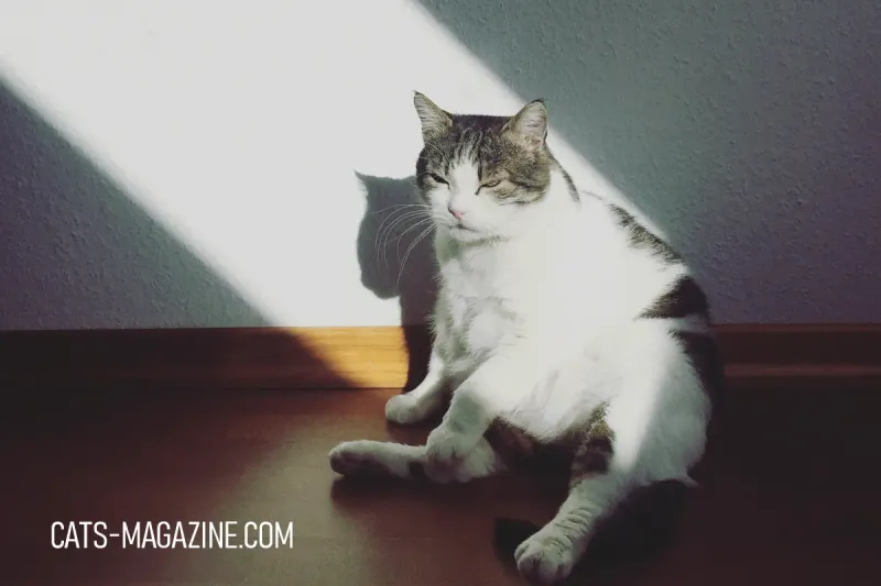 Chasing Sunbeams
