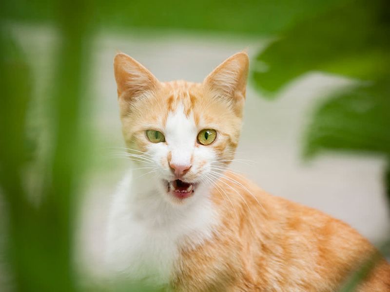 Chattering