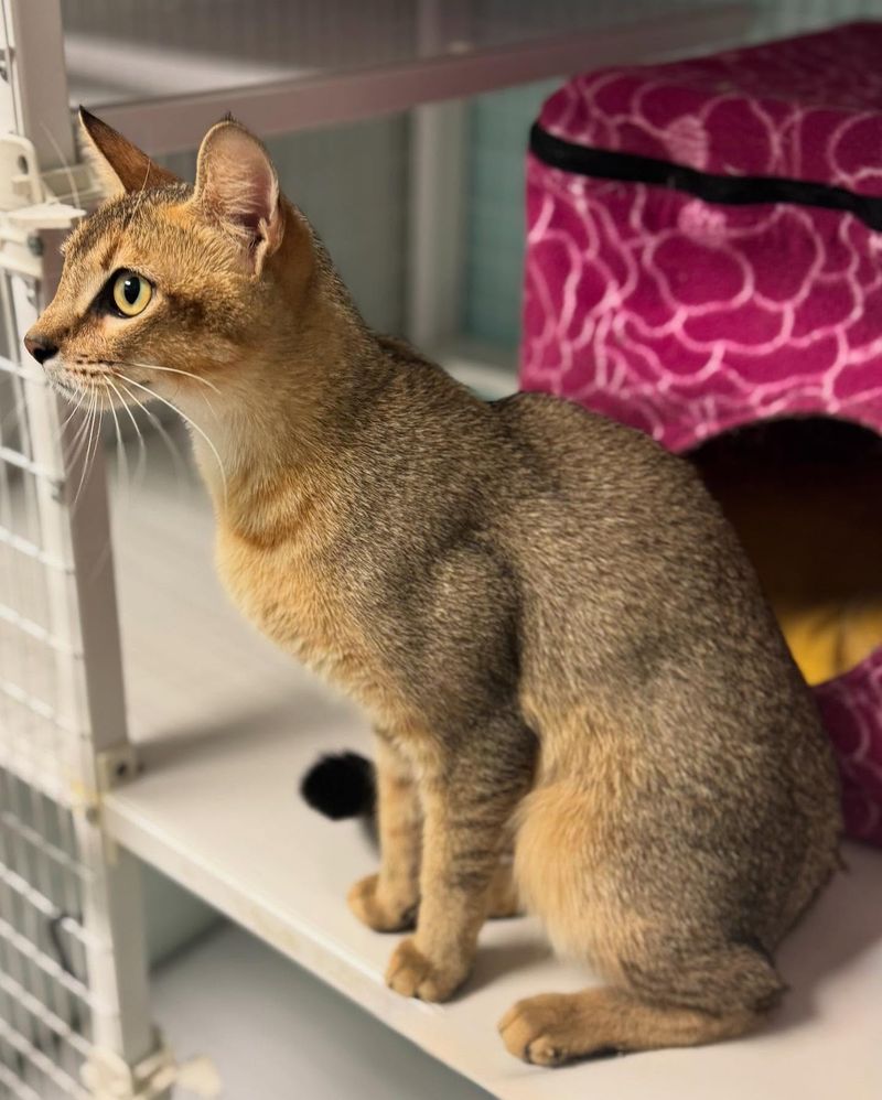 Chausie Challenger