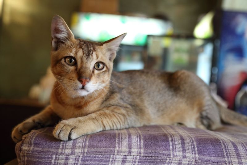 Chausie