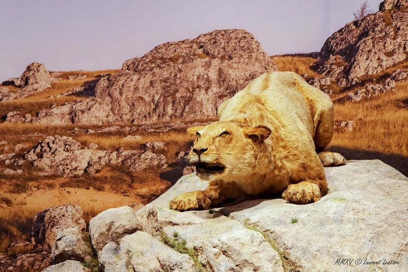 Chauvet Lion