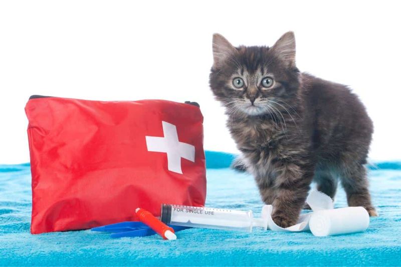 Check for Pet First Aid Skills