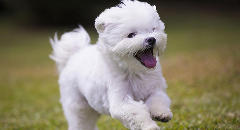Cheerful Mood Booster