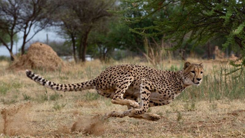 Cheetah