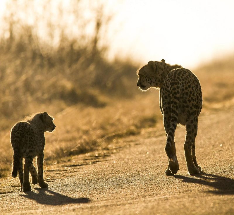 Cheetah