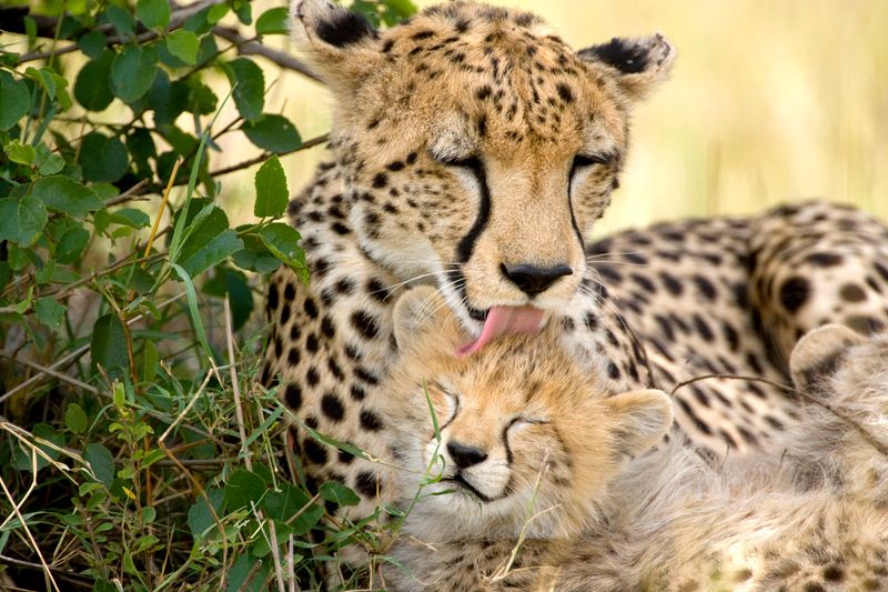 Cheetah