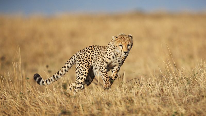 Cheetah