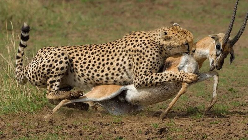 Cheetah