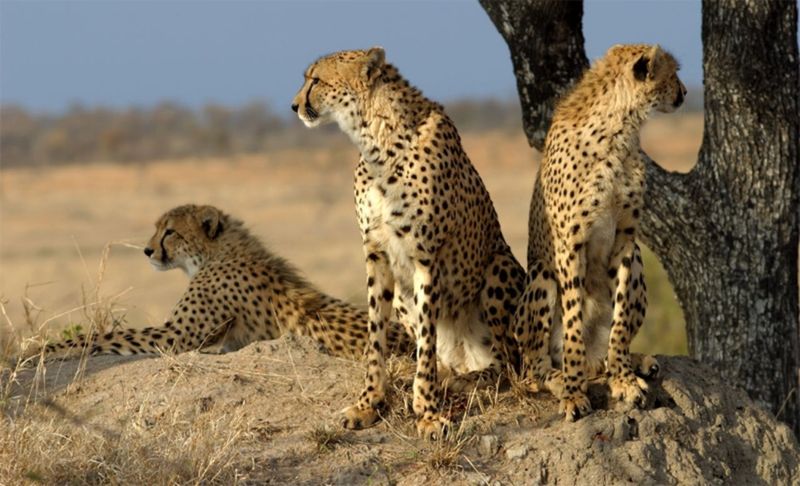 Cheetah