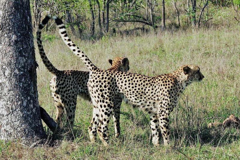 Cheetah