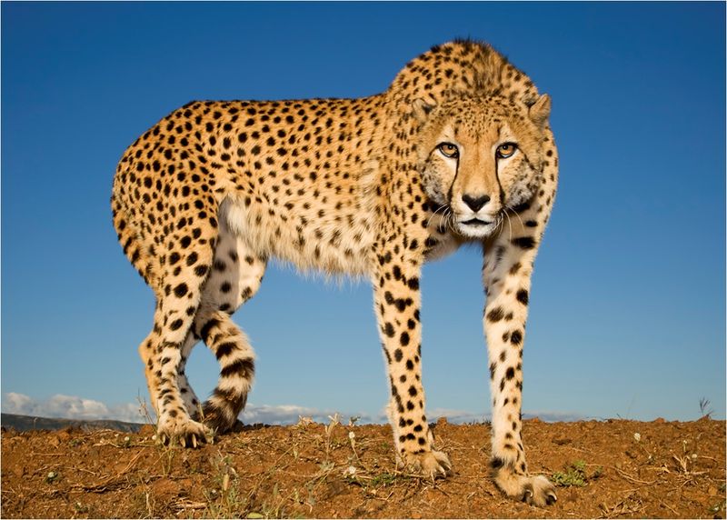 Cheetah
