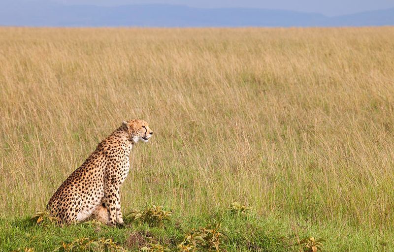 Cheetah