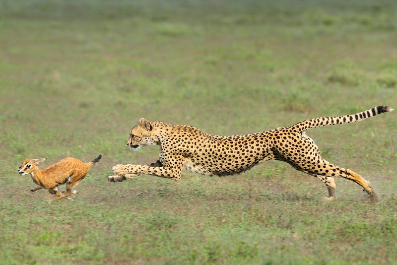 Cheetah