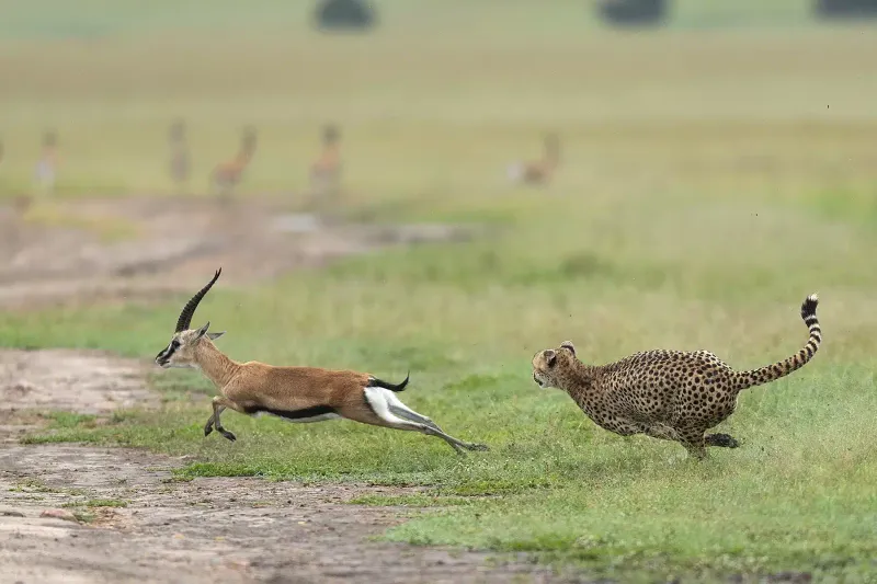 Cheetah