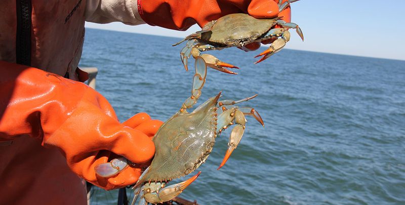 Chesapeake Bay, Maryland