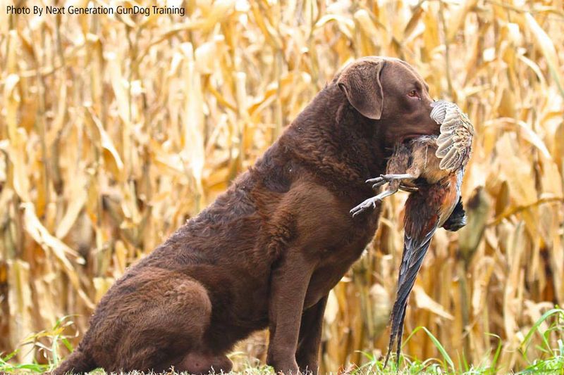 Chesapeake Bay Retriever