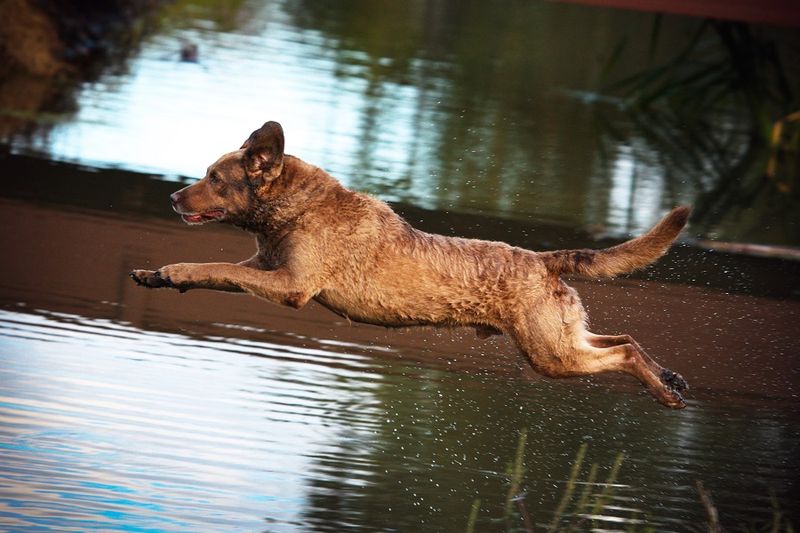 Chesapeake Bay Retriever