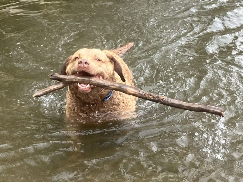Chesapeake Bay Retriever