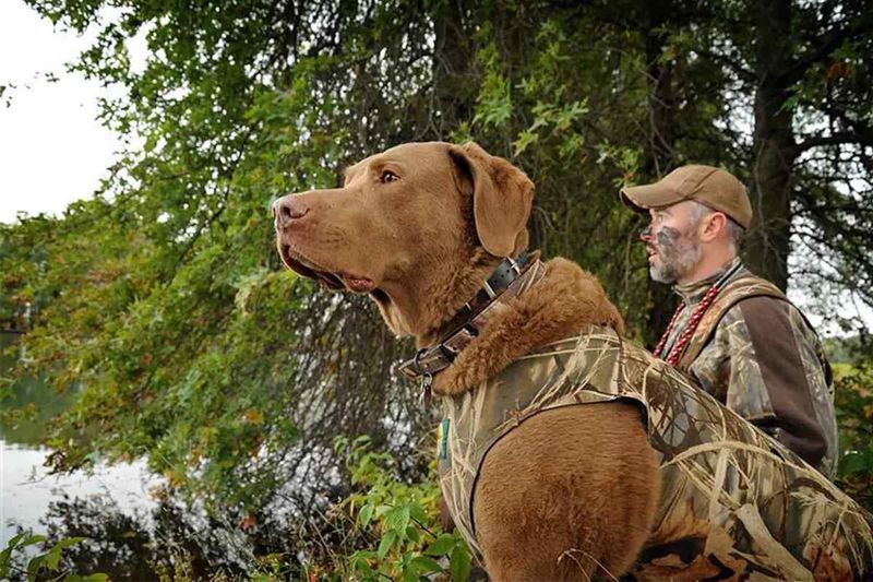 Chesapeake Bay Retriever
