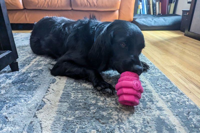 Chew Toy Fun