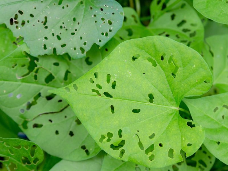 Chewed Leaves