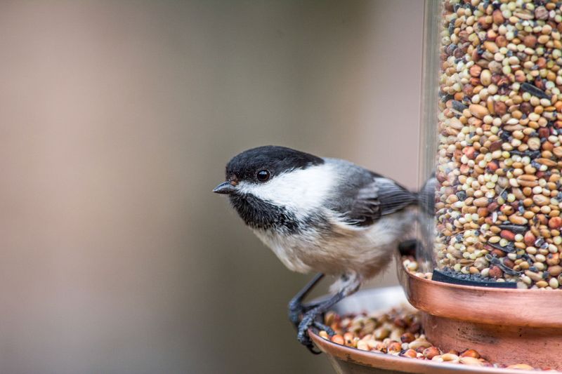 Chickadee