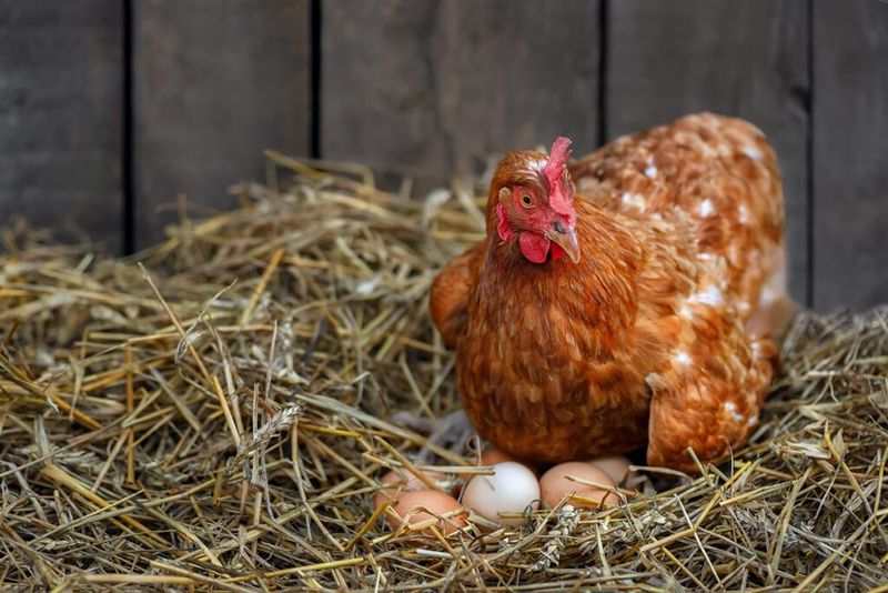Chicken