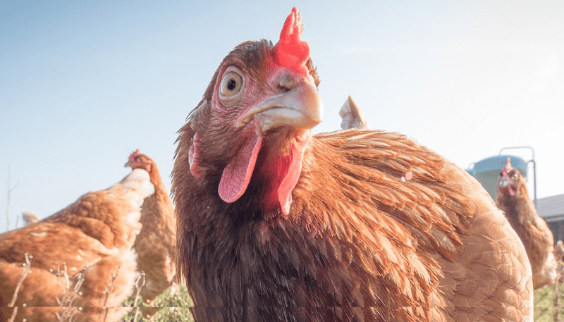 Chicken
