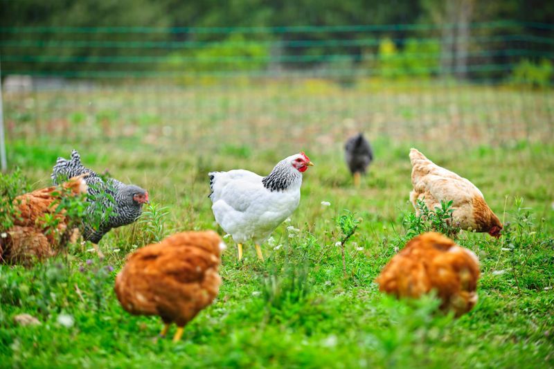 Chickens