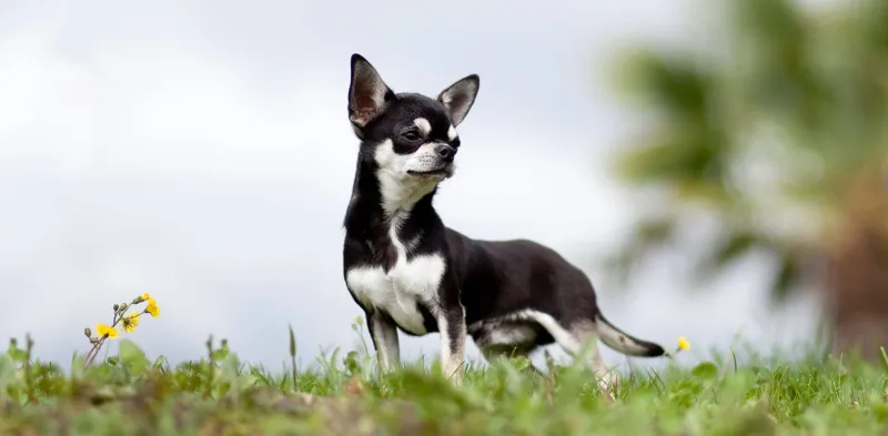 Chihuahua
