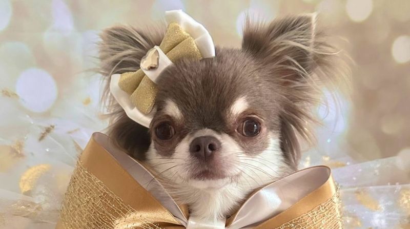 Chihuahua