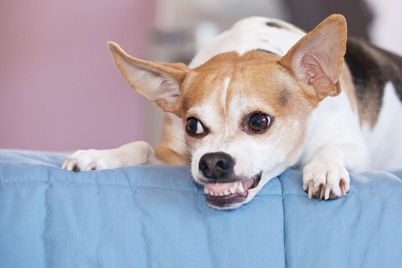 Chihuahua