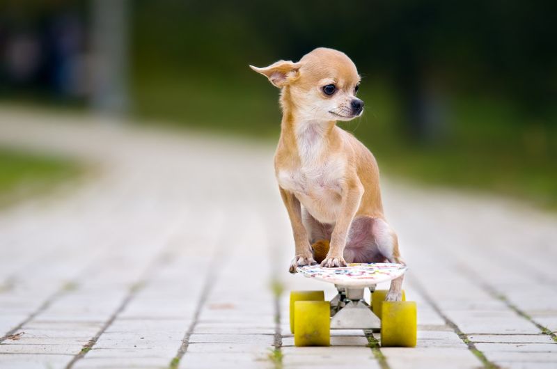 Chihuahua