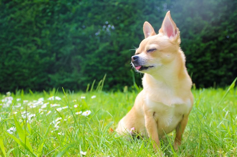 Chihuahua