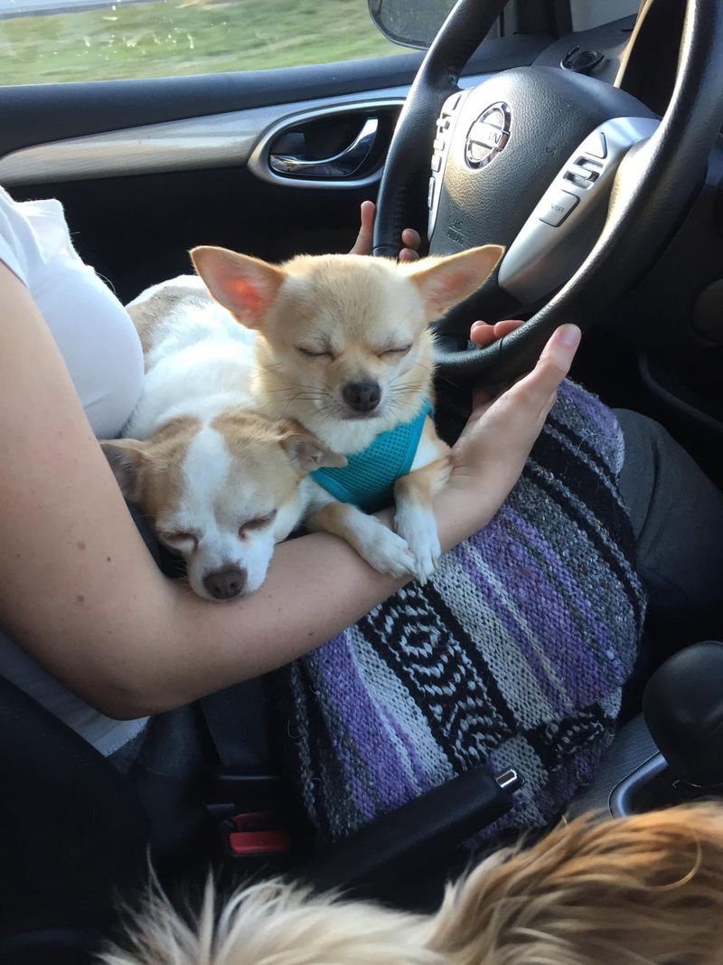 Chihuahua