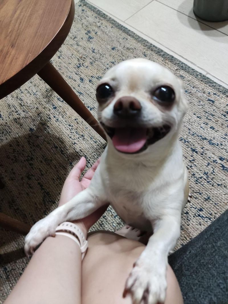 Chihuahua