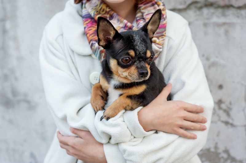 Chihuahua