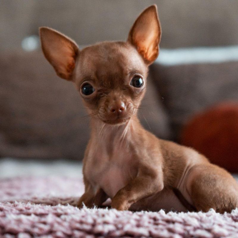 Chihuahua