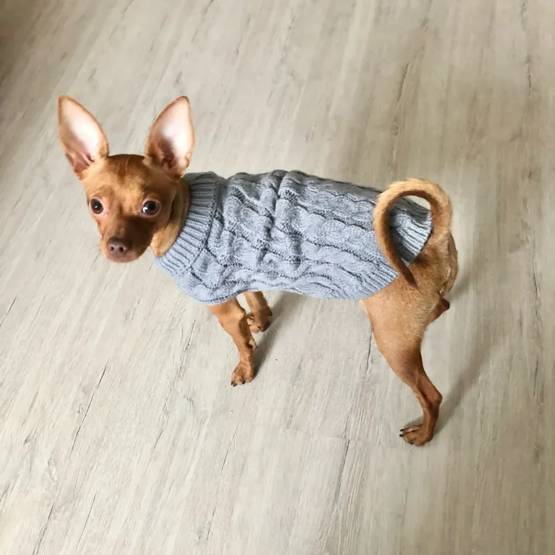 Chihuahua
