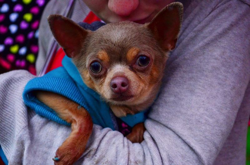 Chihuahua