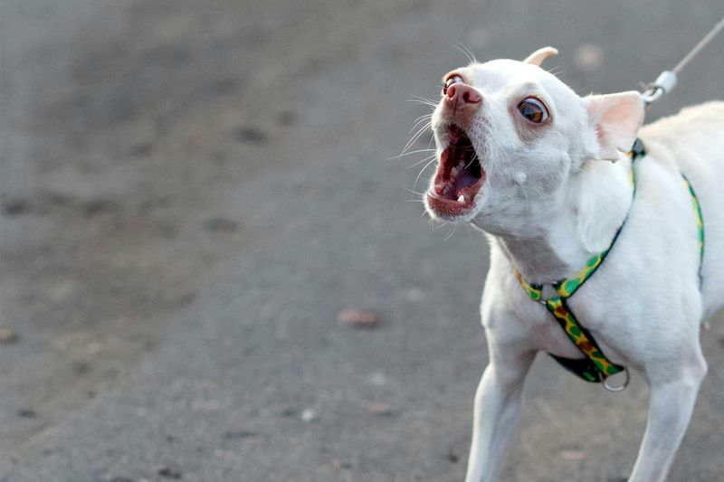 Chihuahua