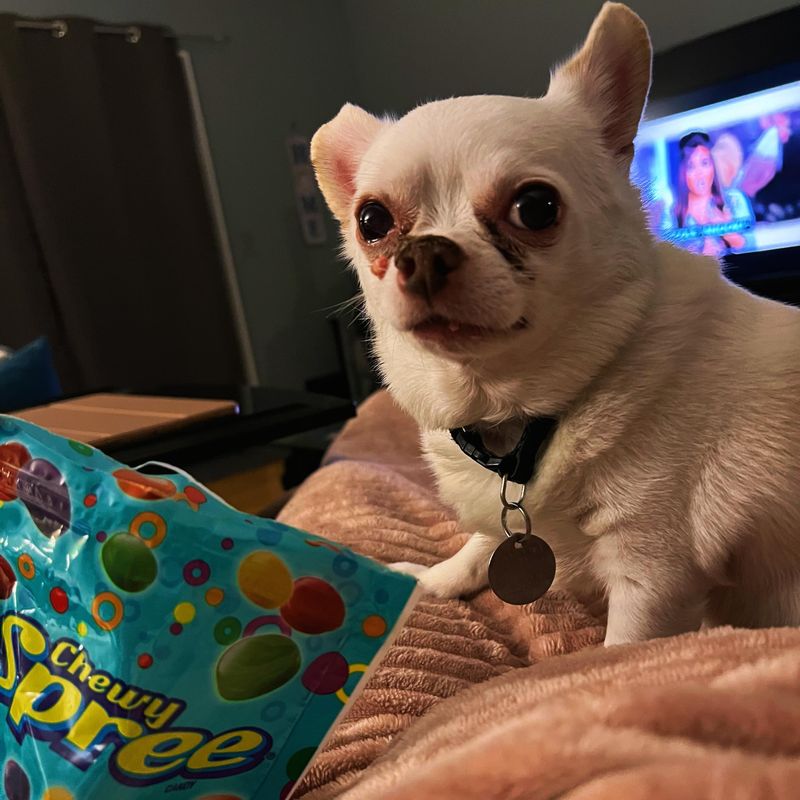 Chihuahua