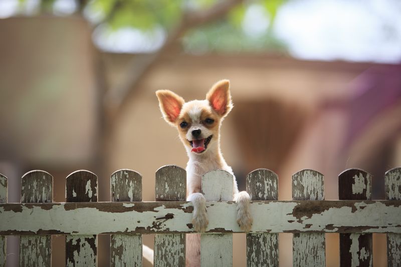 Chihuahua