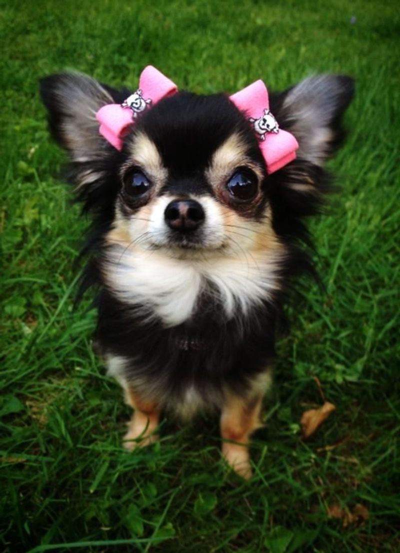 Chihuahua