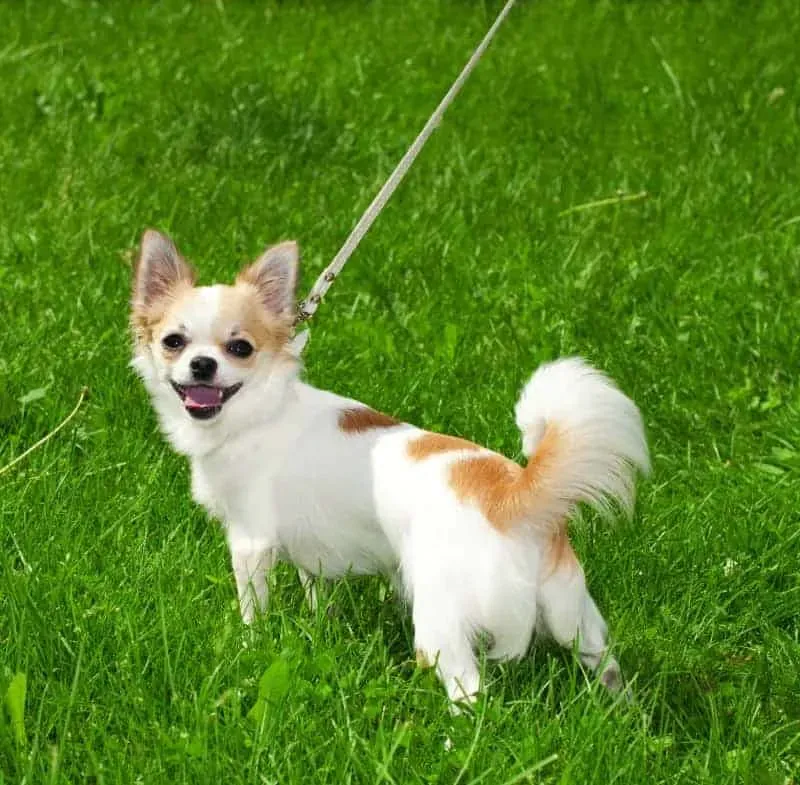 Chihuahua