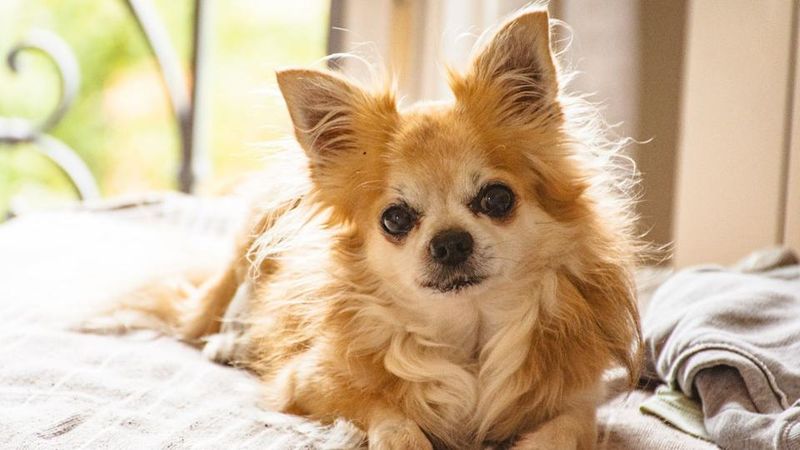 Chihuahua