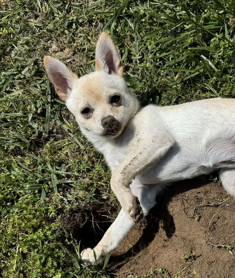Chihuahua