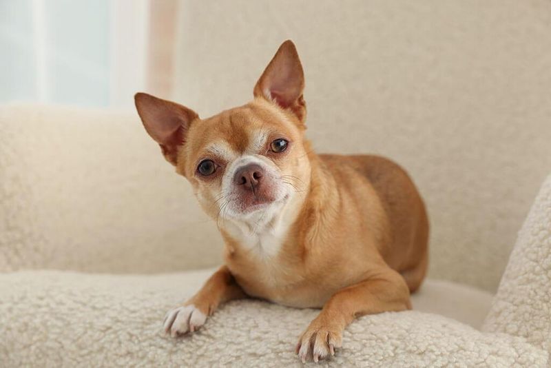 Chihuahua with Expressive Ears