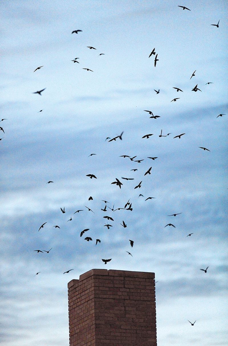 Chimney Swift
