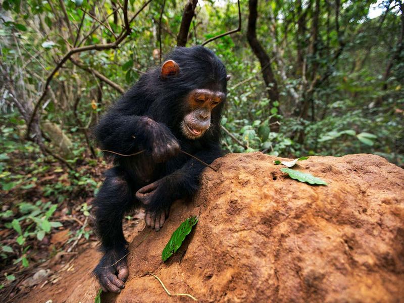 Chimpanzee